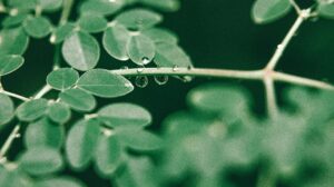 Moringa tree. moringa plant