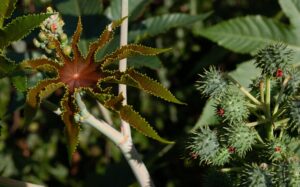 Ricinus communis. Caster Oil Plant