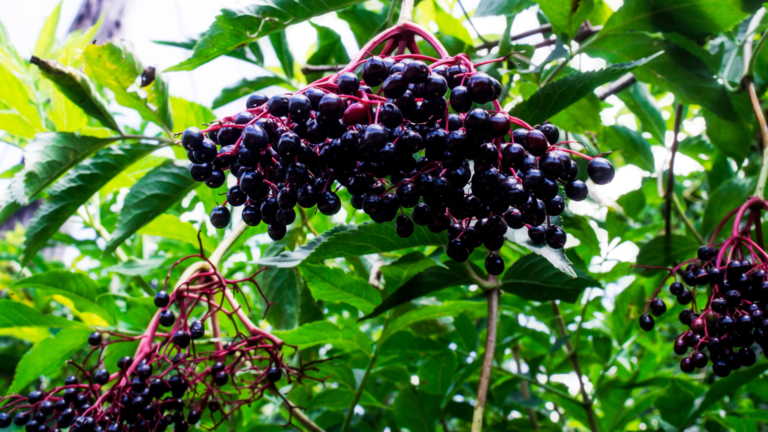 elderberry