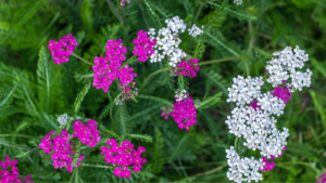 yarrow plant