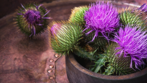 Milk Thistle