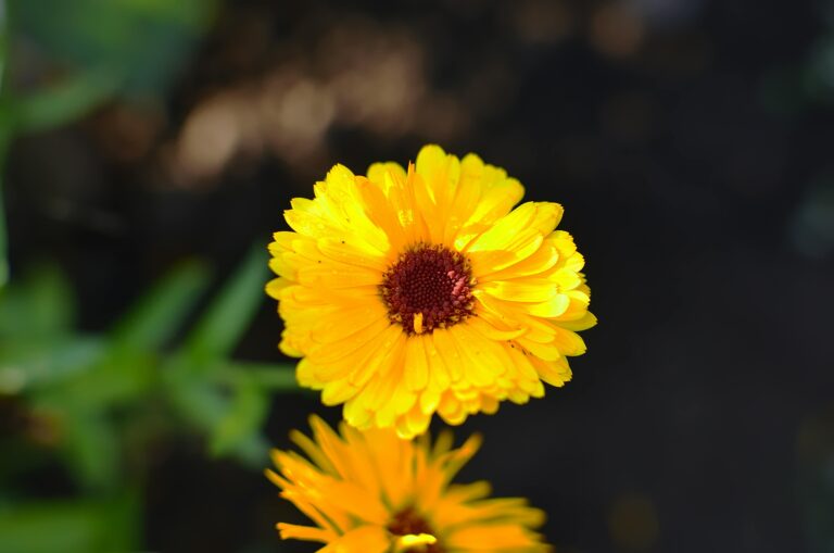 pot marigold, calendula