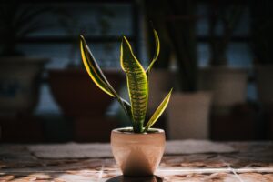 snake plant