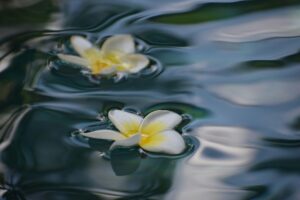 flower essence, flowers in water