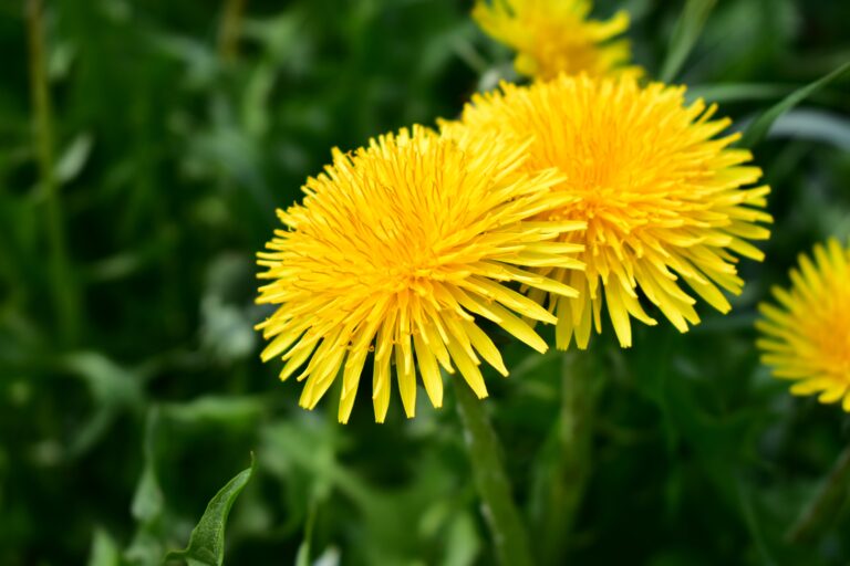 dandelions in a field