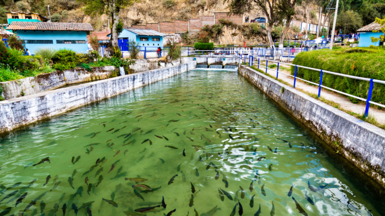 Fish-Farming