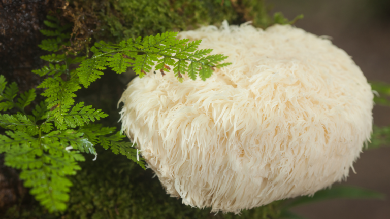 Lion's mane