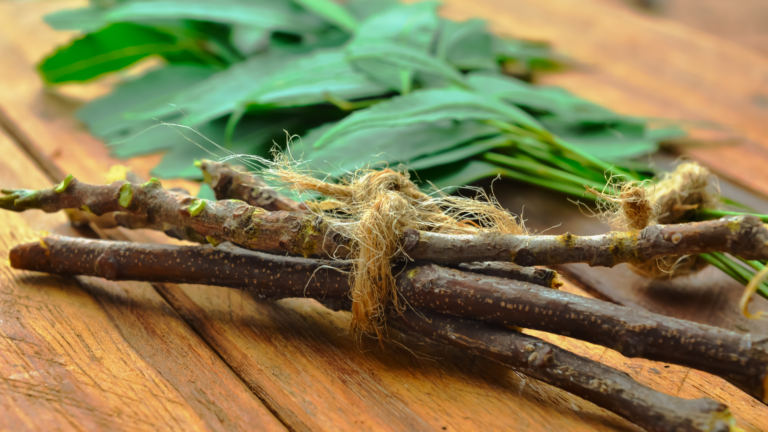 neem branches, neem leaves