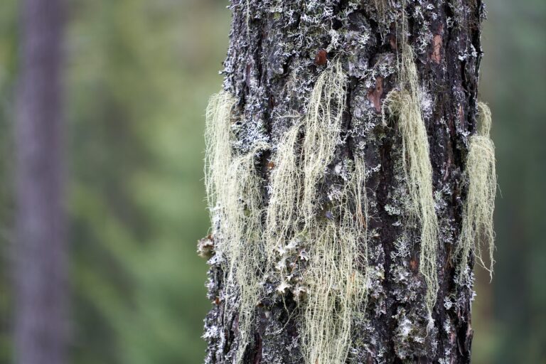 usnea lichen