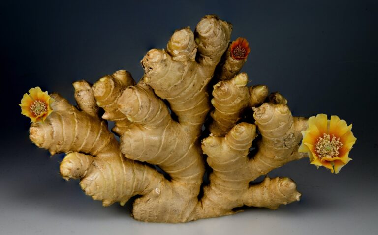 ginger root