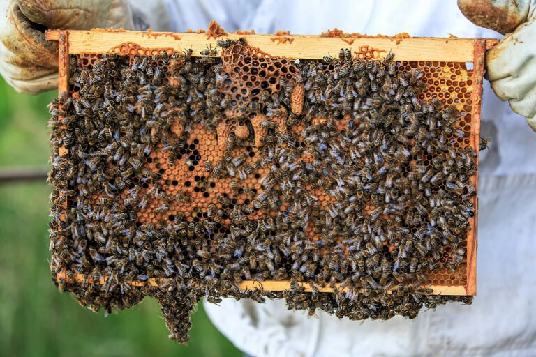 bee pollen, bee bread