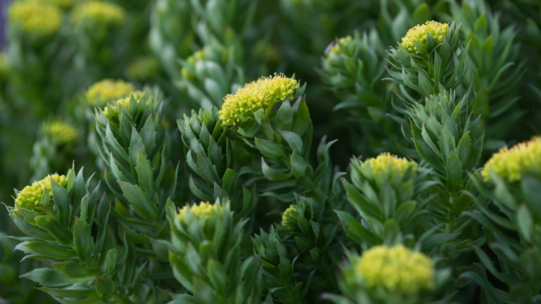 rhodiola