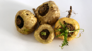 Maca-Root